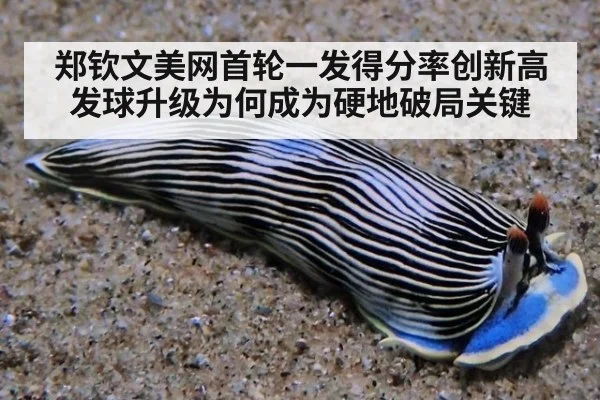 郑钦文美网首轮一发得分率创新高 发球升级为何成为硬地破局关键